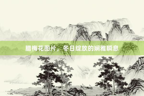腊梅花图片，冬日绽放的娴雅瞬息