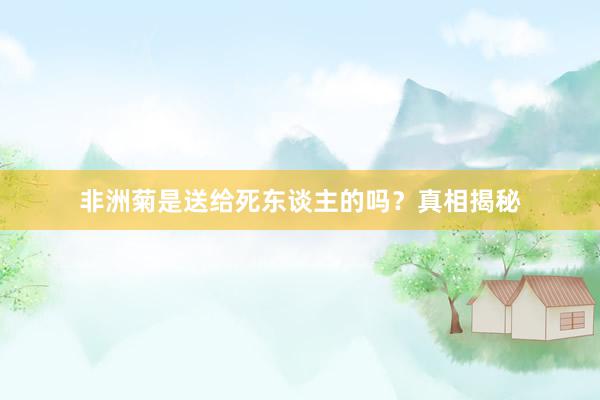 非洲菊是送给死东谈主的吗？真相揭秘