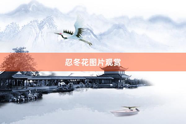 忍冬花图片观赏